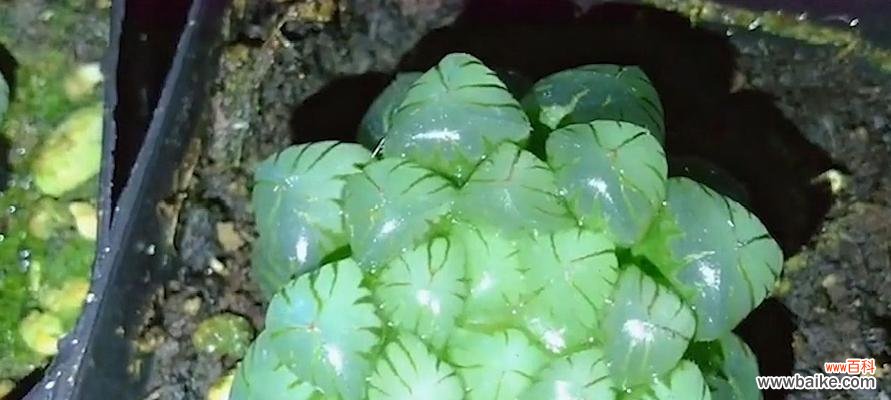 玉露开花预示着什么意思?玉露开花的含义和常见问题解答?