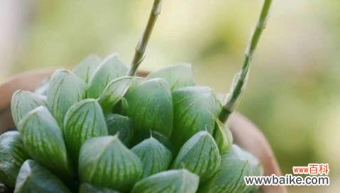 玉露开花预示着什么意思?玉露开花的含义和常见问题解答?