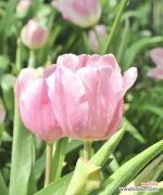 郁金香花代表什么意思？如何解读郁金香的花语？