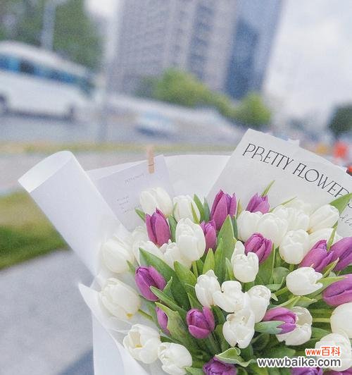 郁金香适合送什么人?郁金香花语能透露哪些信息?