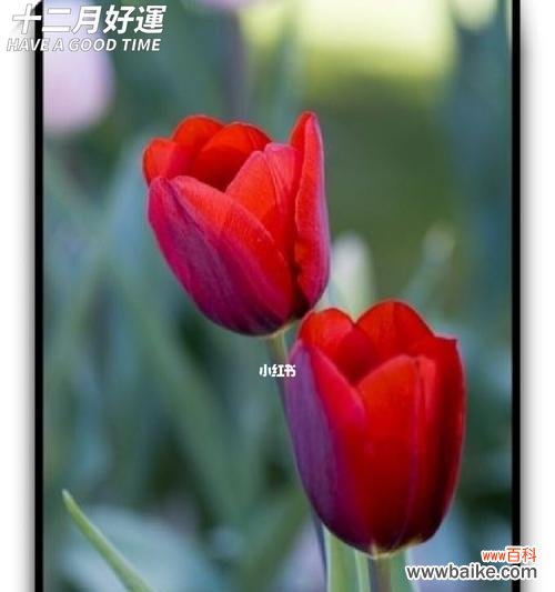 郁金香适合送什么人?郁金香花语能透露哪些信息?