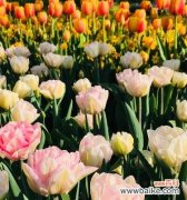 郁金香象征着什么？如何理解郁金香的花语含义？