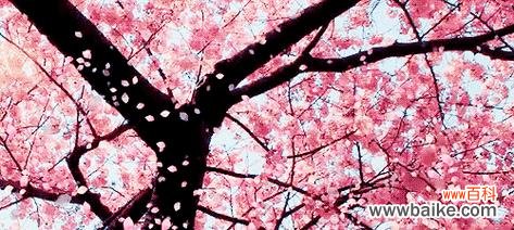 御衣黄的花语是什么？它背后有哪些美丽传说？