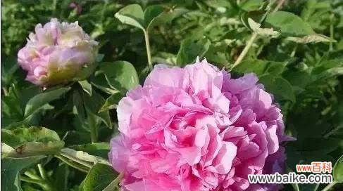 御衣黄的花语是什么？它背后有哪些美丽传说？