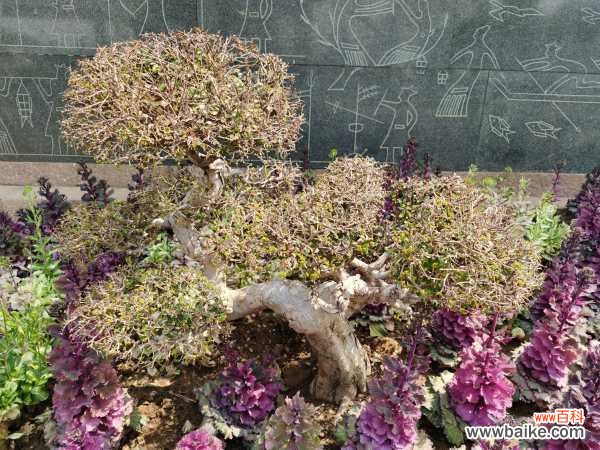 羽衣甘蓝的病虫害及其防治