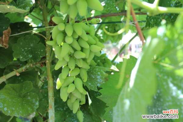 葡萄叶子发黄怎么办