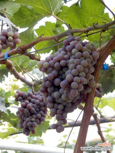 葡萄叶子发黄怎么办