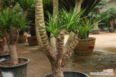 龙血树常见虫害及防治方法