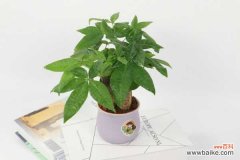 发财树叶子发黄剪掉吗