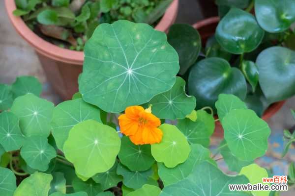 旱金莲常见虫害及防治方法