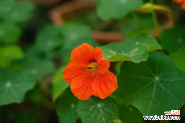 旱金莲常见虫害及防治方法