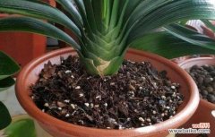 了解君子兰的生长规律，助您栽培美丽的花园 君子兰开花的时间及注意事项