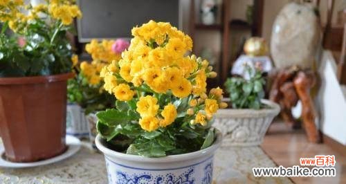 冬季适合养殖的鲜花品种及栽培技巧 冬天花开,芬芳满园