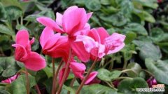 冬季适合养殖的鲜花品种及栽培技巧 冬天花开，芬芳满园