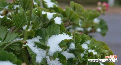 冬季适合养殖的鲜花品种及栽培技巧 冬天花开,芬芳满园