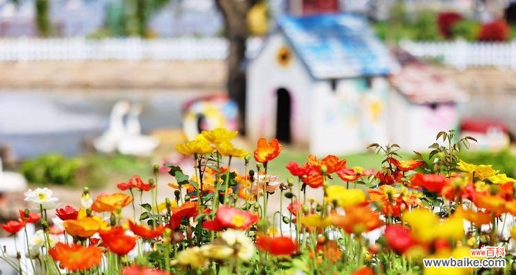 轻松掌握虞美人树的养殖技巧，打造美丽庭院 虞美人树的养殖方法及注意事项