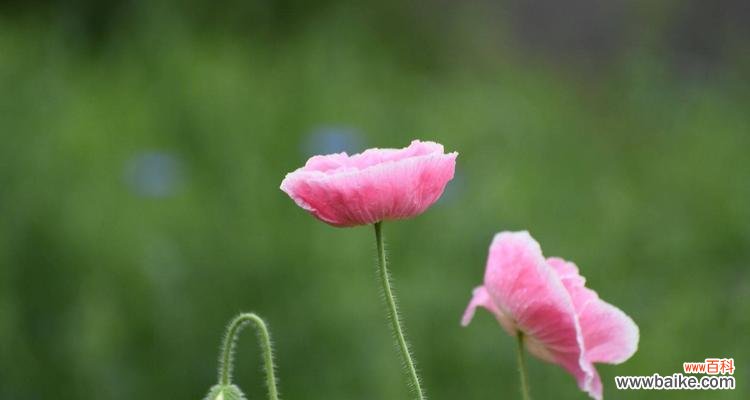 轻松掌握虞美人树的养殖技巧，打造美丽庭院 虞美人树的养殖方法及注意事项