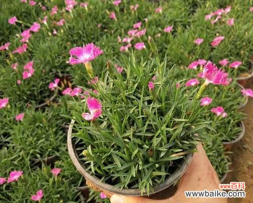 探究欧石竹的四季花期与花卉魅力 欧石竹的花期与生长特点