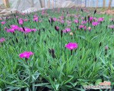 探究欧石竹的四季花期与花卉魅力 欧石竹的花期与生长特点