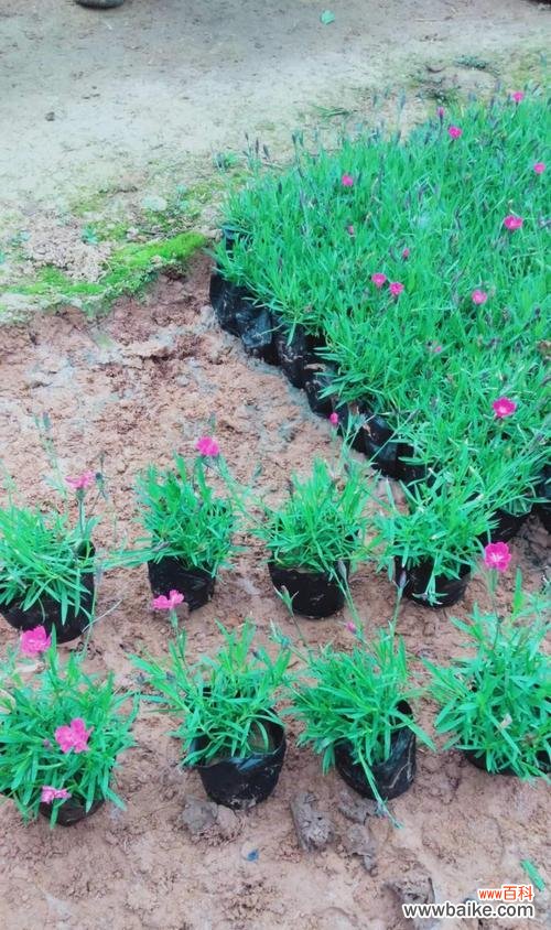 探究欧石竹的四季花期与花卉魅力 欧石竹的花期与生长特点