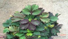 打造温馨浪漫卧室的秘密 含羞草能在卧室养吗？