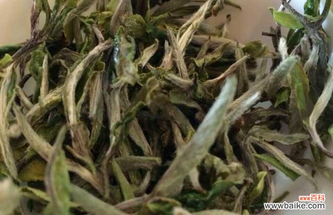 白茶隔夜还能继续泡吗 白茶一般能泡几次？