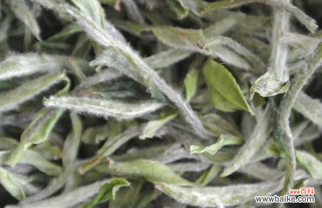 白茶隔夜还能继续泡吗 白茶一般能泡几次？