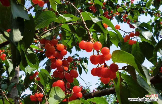 野樱桃吃多了会怎么样 樱桃吃多了会怎么样？