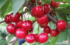 野樱桃吃多了会怎么样 樱桃吃多了会怎么样？