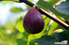 5种人不能吃无花果 无花果可以放冰箱吗？