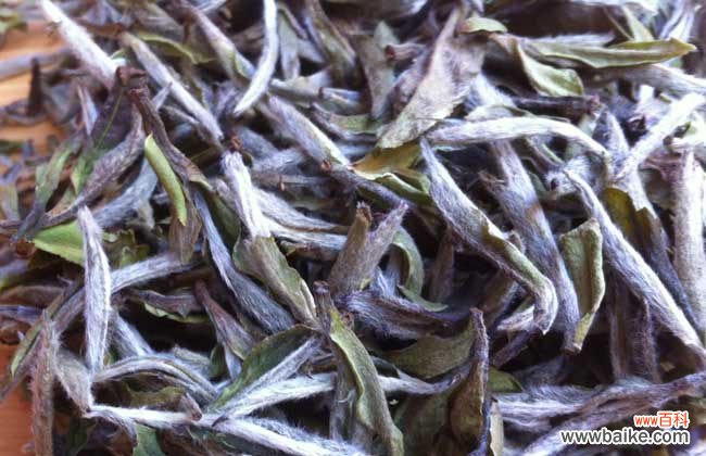 福鼎老白茶怎么泡 福鼎白茶怎么冲泡?