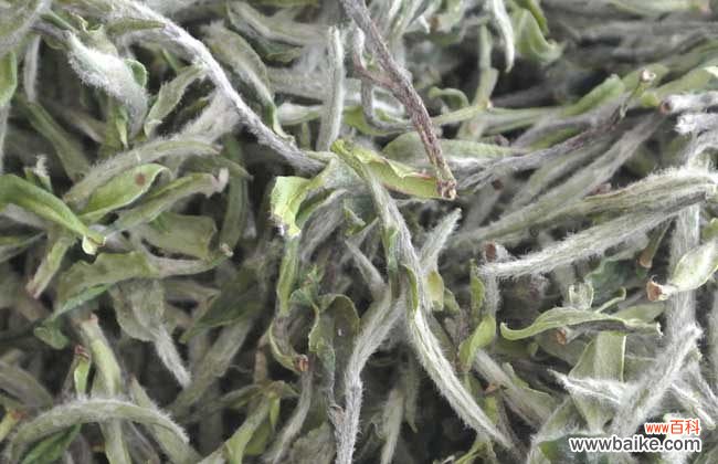 福鼎老白茶怎么泡 福鼎白茶怎么冲泡?