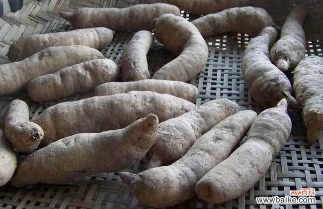 新鲜天麻坏了是什么样子 新鲜天麻怎么保存？