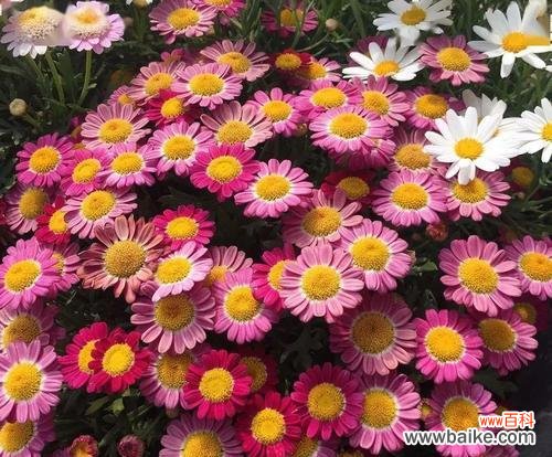 解读花语 玛格丽特花语之美——探秘花朵的深意