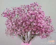 传递祝福与美好的满天星花语 满天星花语与寓意