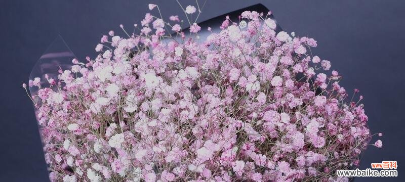 用满天星花语传递爱与美 满天星花语和象征意义