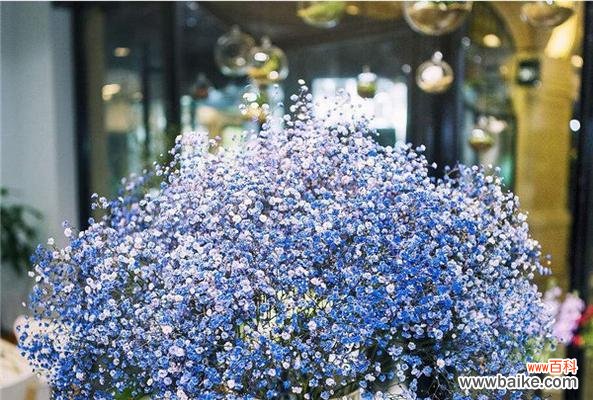 满天星的含义与象征——让我们一起解读这些绚丽的星星花 满天星花语探秘——传达爱与祝福的小花朵