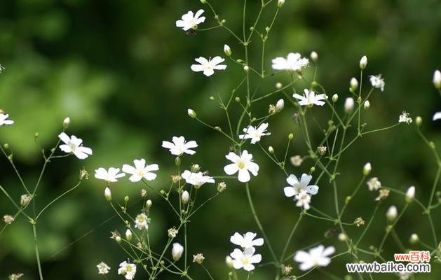 满天星的含义与象征——让我们一起解读这些绚丽的星星花 满天星花语探秘——传达爱与祝福的小花朵