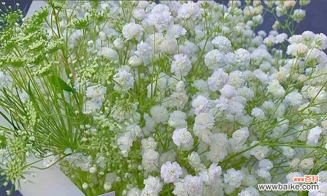 花海中的五彩缤纷 满天星的花语颜色和寓意