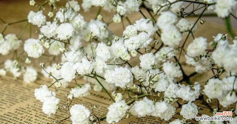 绽放于夜空中的花海 满天星花语寓意与传说