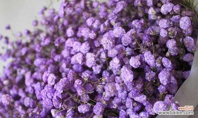 绽放于夜空中的花海 满天星花语寓意与传说