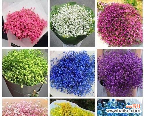 探究满天星花的花语与文化内涵 满天星的寓意和象征解析