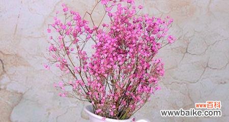 探究满天星花的花语与文化内涵 满天星的寓意和象征解析