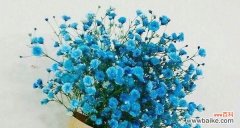 探究满天星花的花语与文化内涵 满天星的寓意和象征解析