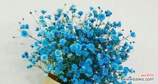 探究满天星花的花语与文化内涵 满天星的寓意和象征解析