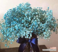 探索满天星的花海奇观 满天星的美丽与寓意