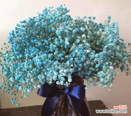 探索满天星的花海奇观 满天星的美丽与寓意