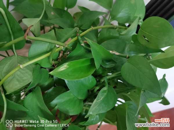 绿萝黑斑病用肥皂水吗