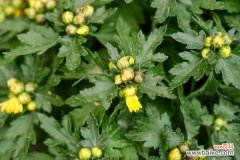 菊花叶子耷拉了怎么办