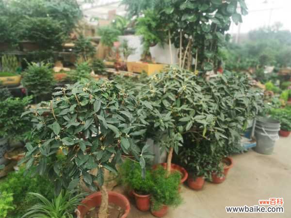 移栽的桂花叶子掉光了怎么回事